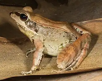 Description de l'image Limnonectes timorensis.jpg.