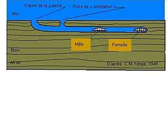 Limnoria lignorum : femelle et mâle dans leur galerie