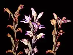 Limodore à feuilles avortées