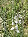 Linaria repens