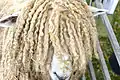 Un mouton Lincoln Longwool