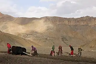 Paysans semant de l'orge, accompagnés d'un hersage à l'aide d'un yak. Dans un village de la vallée de Lingshed.