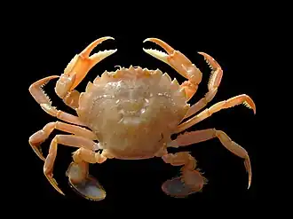 Liocarcinus holsatus, un Polybiidae