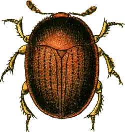 Liodes badius
