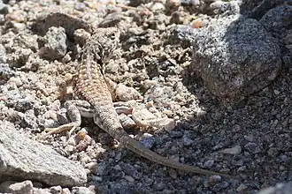 Description de l'image Liolaemus quilmes.jpg.