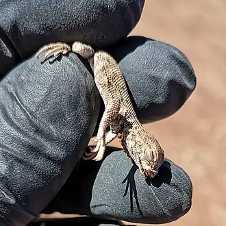 Description de l'image Liolaemus stolzmanni.jpg.