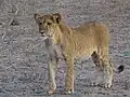 Lionne (Panthera leo senegalensis)