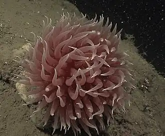 Liponema brevicorne, une Liponematidae.