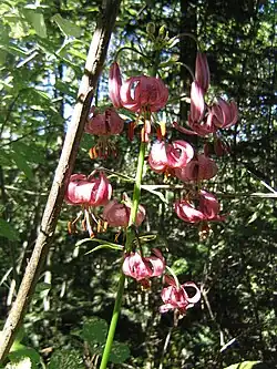 Lis martagon (lisière des hêtraies en juillet).