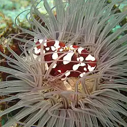 Lissocarcinus laevis