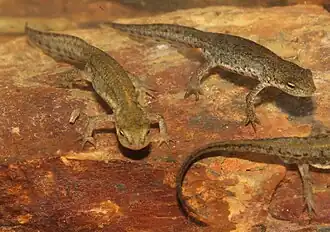 Description de l'image Lissotriton maltzani.jpg.