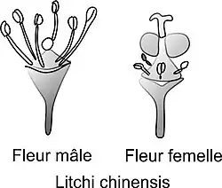 Fleur mâle et femelle(ovaire à 2 carpelles).