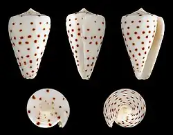 Conus eburneus