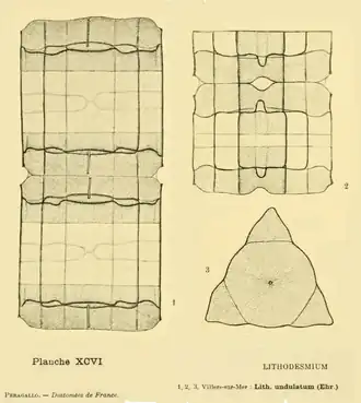 Description de l'image Lithodesmium undulatum in Peragallo 1897.png.