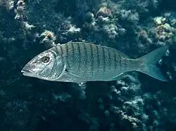 Lithognathus mormyrus