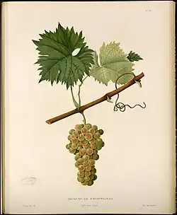Lithographie du Muscat de Frontignan