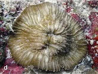 Lithophyllon ranjithi