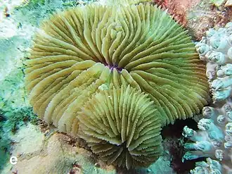 Lithophyllon repanda