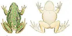 Planche montrant une grenouille vue de dessus et une autre vue de dessous.
