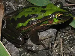Grenouille vue de côté et de dessus, avec un dos vert brillant avec quelques marques sombres, et des pattes sombres.
