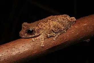Description de l'image Litoria myola 2016.jpg.