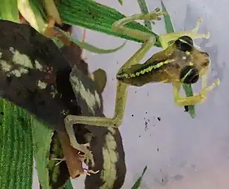 Description de cette image, également commentée ci-après