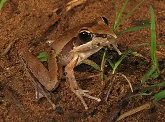 Description de l'image Litoria watjulumensis.jpg.