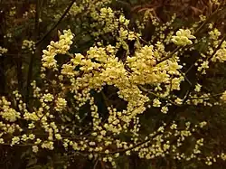 Litsea cubeba (autre plante-hôte)