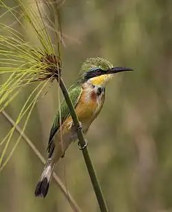 Petit oiseau perché sur une sorte de roseau, multicolore, attentif à son environnement.