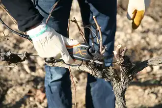 Sécateur électrique