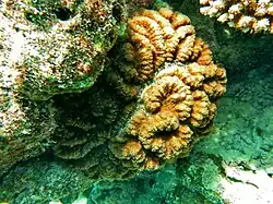 Une colonie de corail Lobophyllia sp.