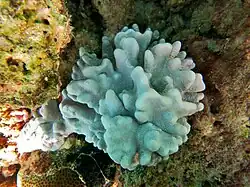 Une colonie de corail Lobophytum sp.