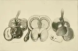 Photographie noir et blanc de plusieurs modèles de fruits de Coco de mer entiers et en coupe transversale.