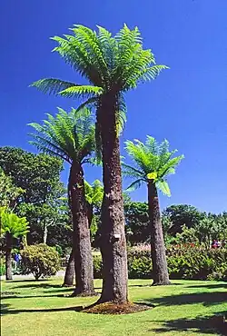 Logan : fougères arborescentes