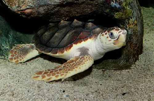 Caretta caretta.