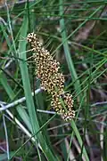 Lomandra longifolia