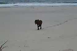 Un cheval marron et noir solitaire marche dans le sable au bord de l'océan.