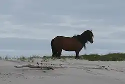 Un poney solitaire marron et noir, sur le sable.