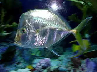 Description de l'image Look down (Selene brevoorti) - GRB.JPG.