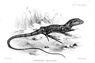 Description de l'image Lophognathus maculilabris Smit.jpg.