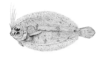 Lophonectes mongonuiensis