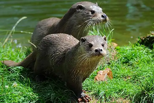 Loutre d'Europe (Lutra lutra).