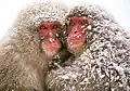 Saru dango (猿団子, « boulette de singe ») de deux Macaques japonais.