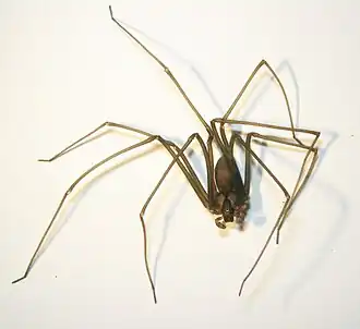 Description de l'image Loxosceles.jpg.