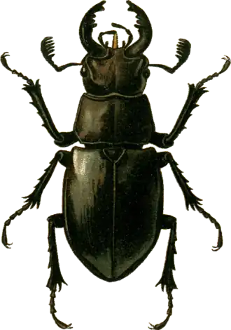 Description de l'image Lucanus ibericus Jacobson.png.