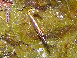 Lucayablennius zingaro