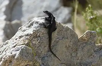 Description de l'image Lumbrifer.jpg.