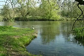 Le Loing à Moret-Loing-et-Orvanne, 100&nbsp;m après la confluence avec le Lunain (à gauche de l'image).