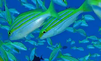 Un banc de vivaneaux du Bengale (Lutjanus bengalensis)