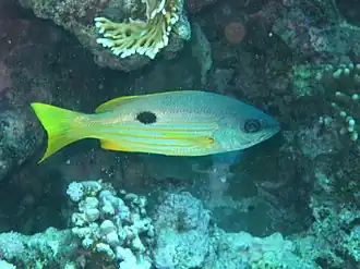 Lutjanus ehrenbergii